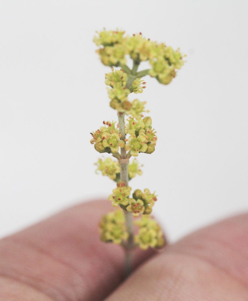 Crassula 'String of Buttons'