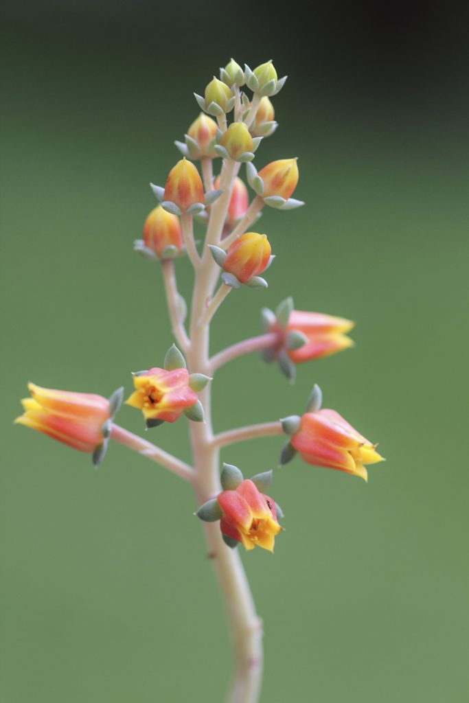 Echeveria diffractens
