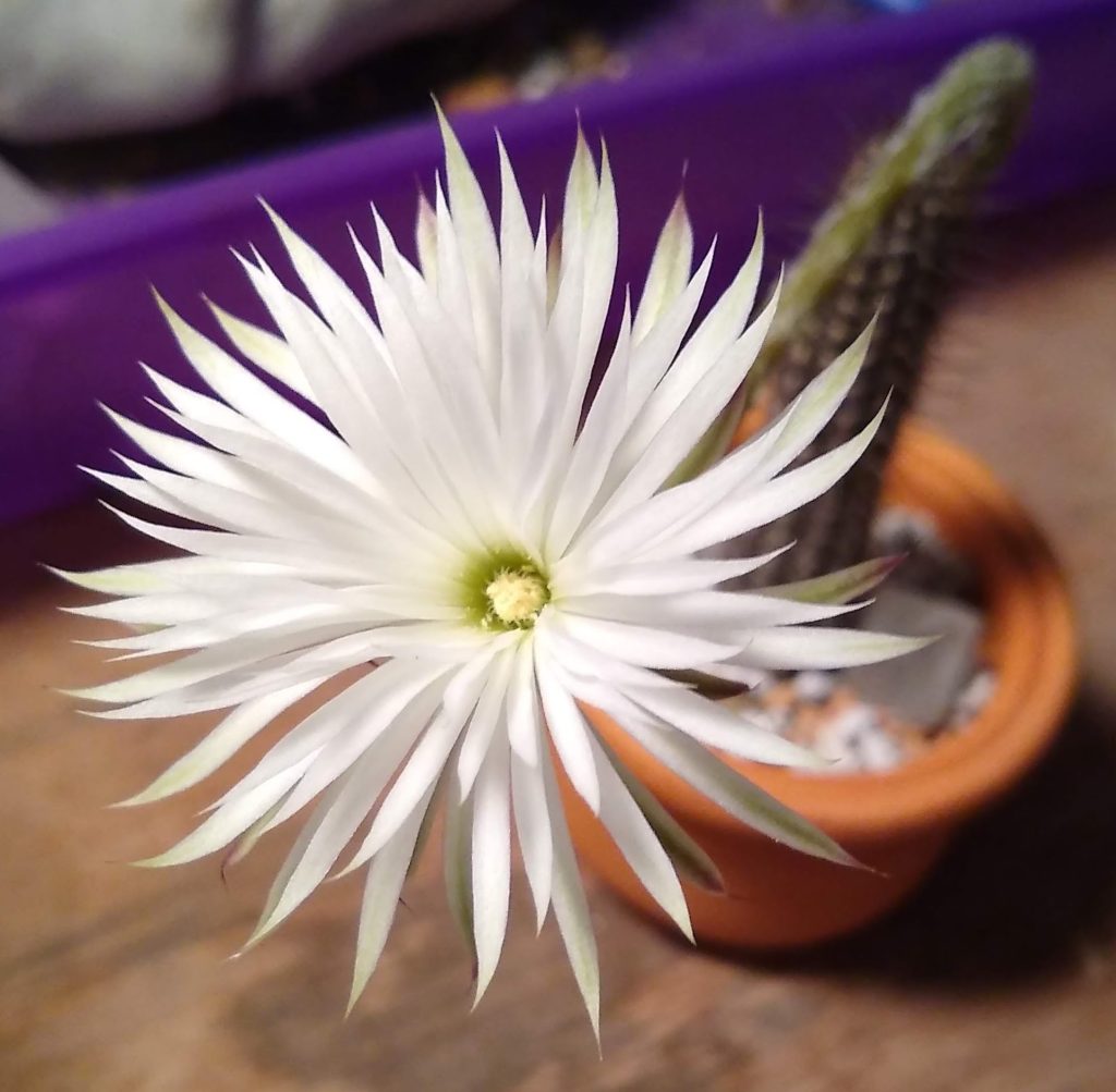 Echinopsis mirabilis