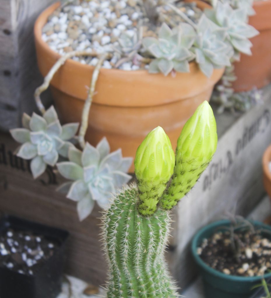 Echinopsis schickendantzii