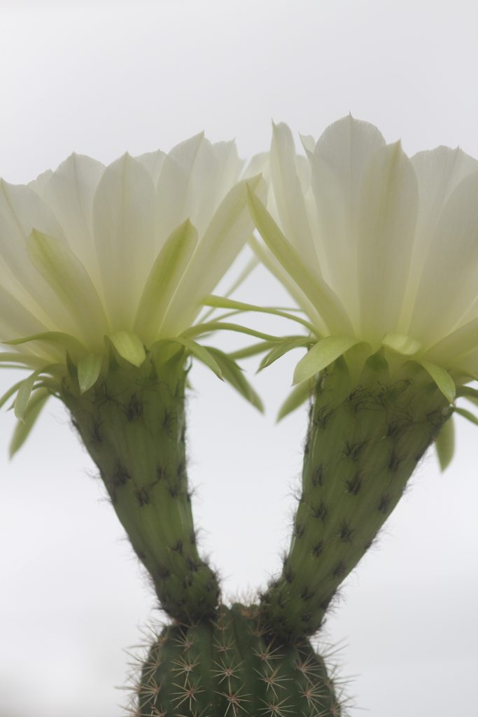 Echinopsis schickendantzii
