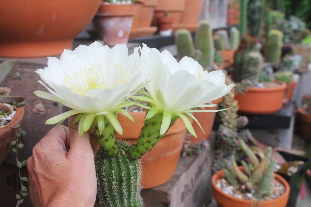 Echinopsis schickendantzii