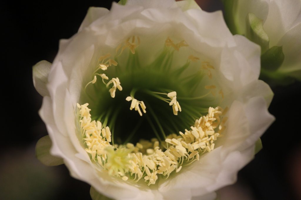 Echinopsis schickendantzii