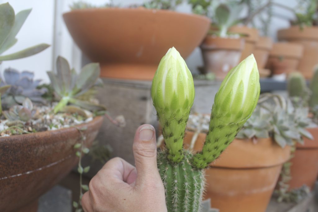 Echinopsis schickendantzii
