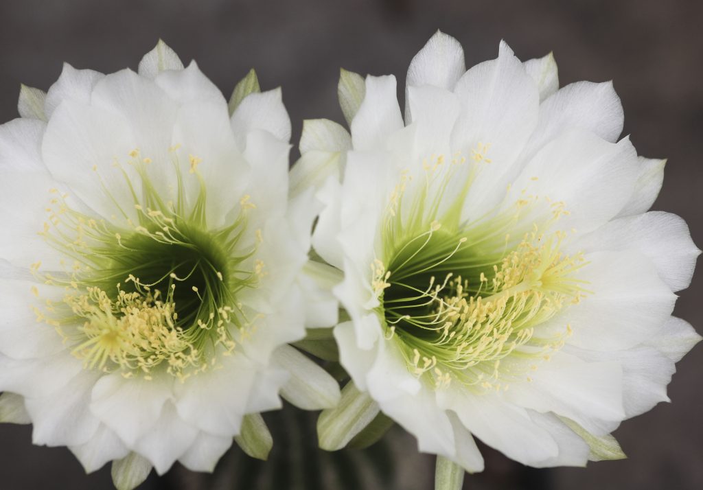 Echinopsis schickendantzii