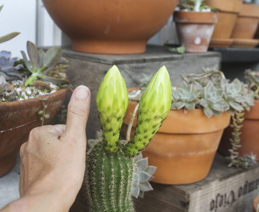 Echinopsis schickendantzii