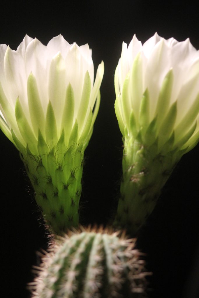 Echinopsis schickendantzii