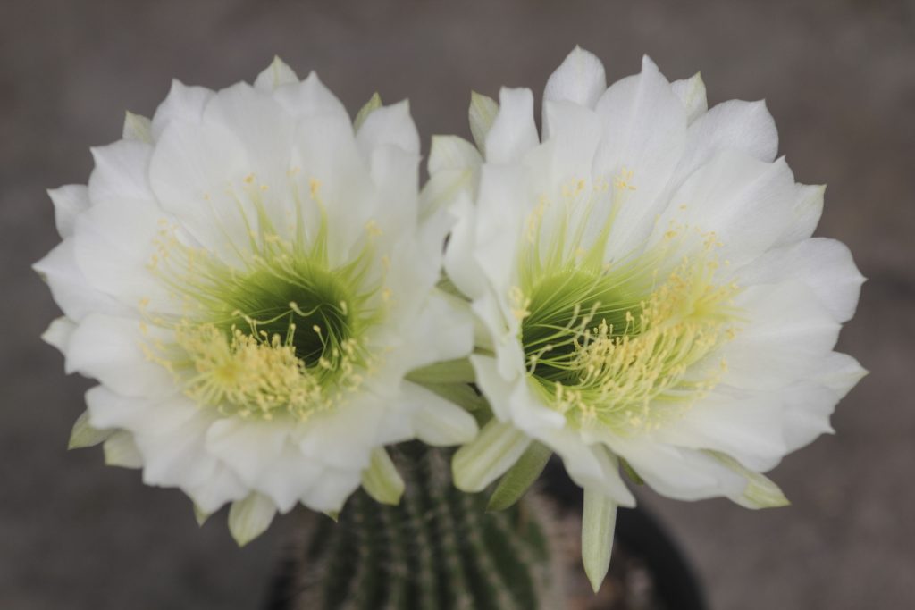 Echinopsis schickendantzii