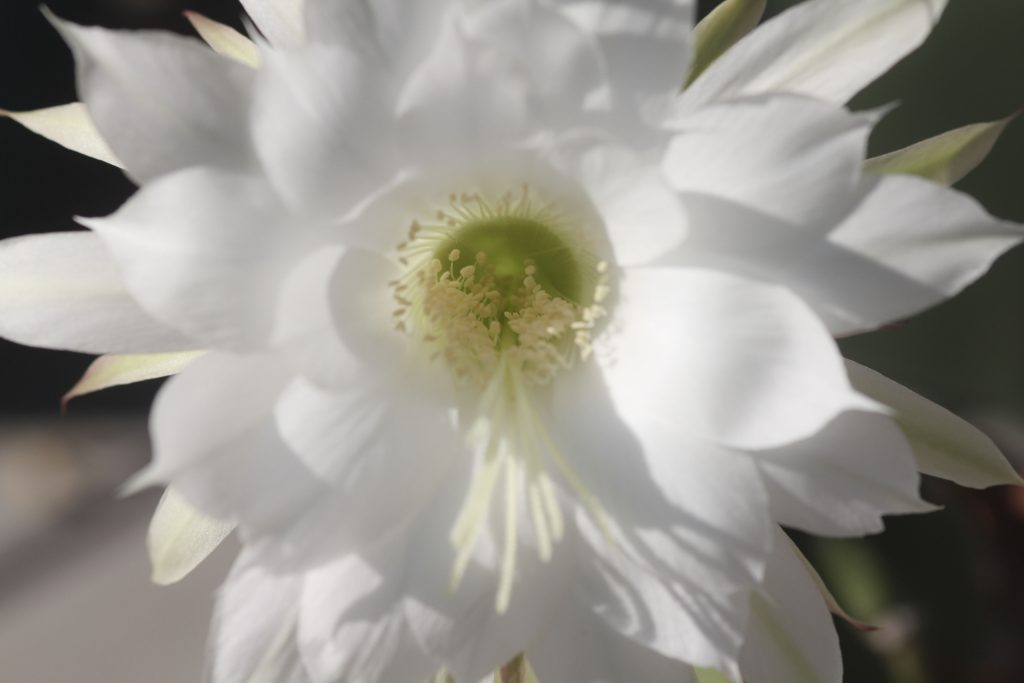 Echinopsis subdenudata 'Domino Cactus'