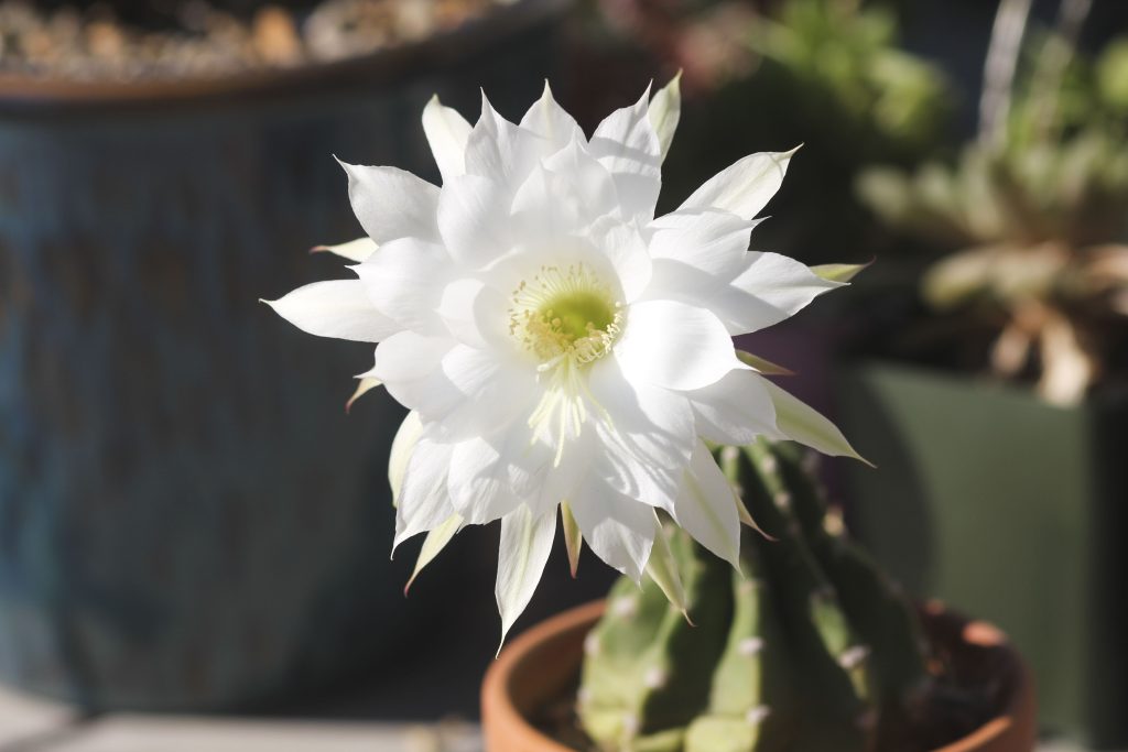 Echinopsis subdenudata 'Domino Cactus'