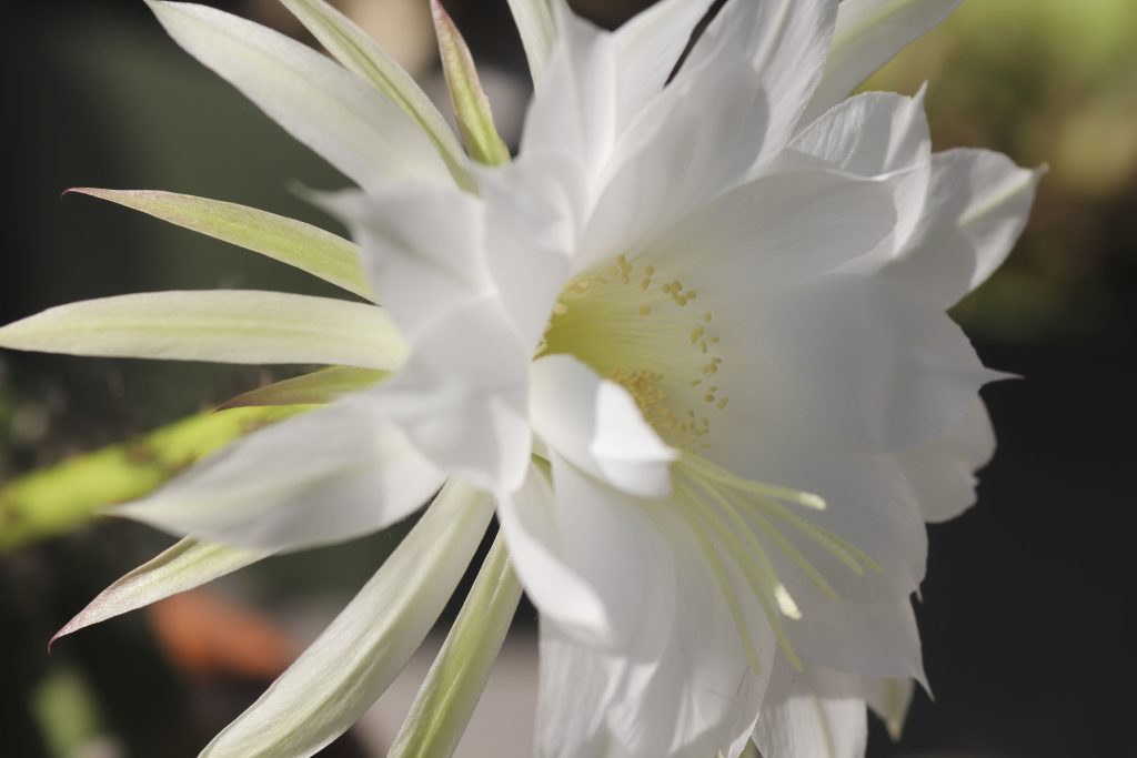 Echinopsis subdenudata 'Domino Cactus'