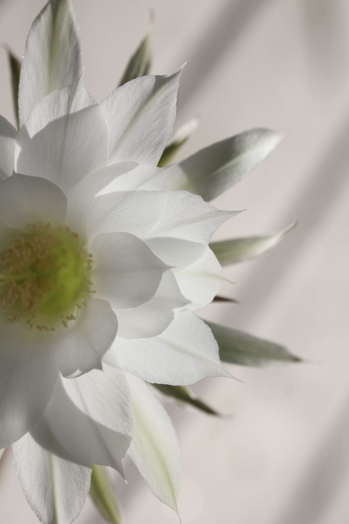 Echinopsis subdenudata 'Domino Cactus'