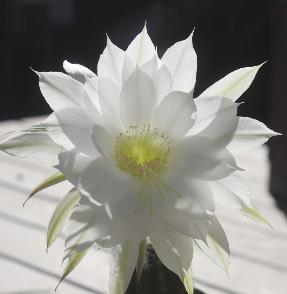 Echinopsis subdenudata 'Domino Cactus'