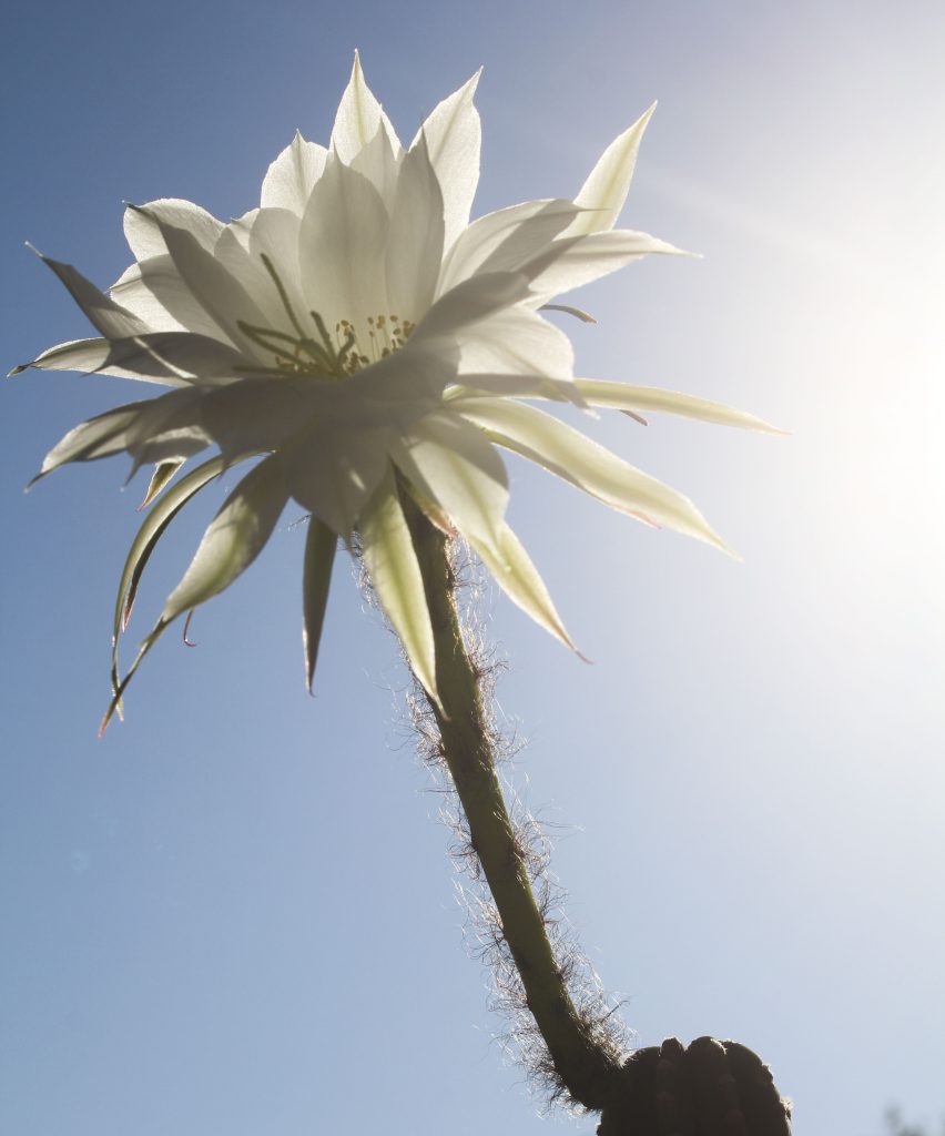 Echinopsis subdenudata 'Domino Cactus'