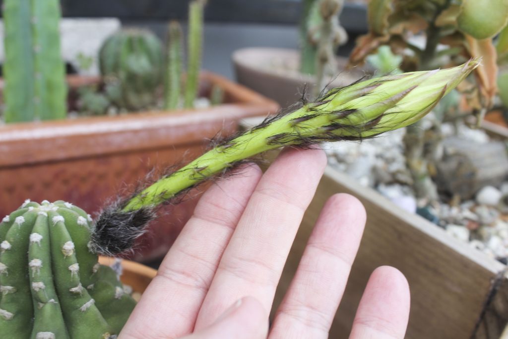 Echinopsis subdenudata 'Domino Cactus'
