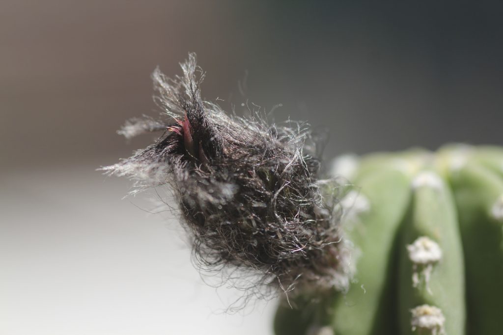 Echinopsis subdenudata 'Domino Cactus'