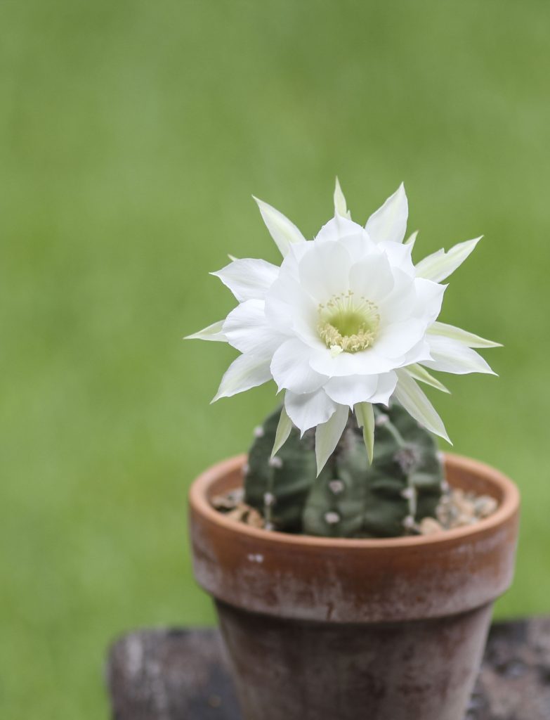 Echinopsis subdenudata 'Domino Cactus'