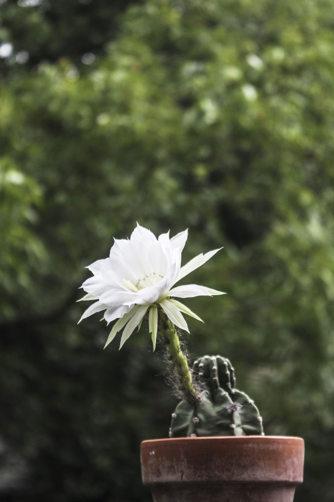 Echinopsis subdenudata 'Domino Cactus'