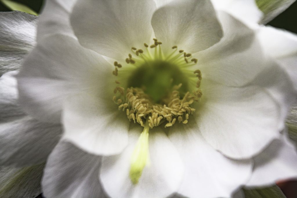 Echinopsis subdenudata 'Domino Cactus'