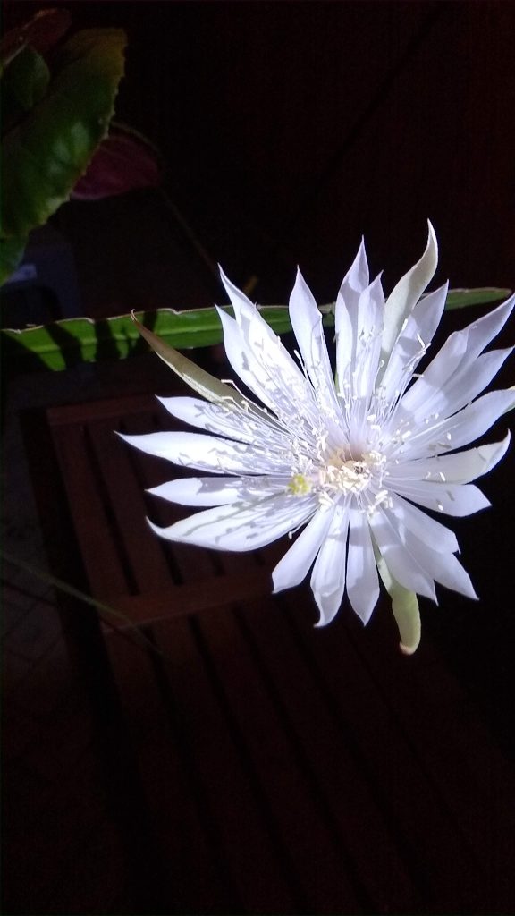 Epiphyllum sp.
