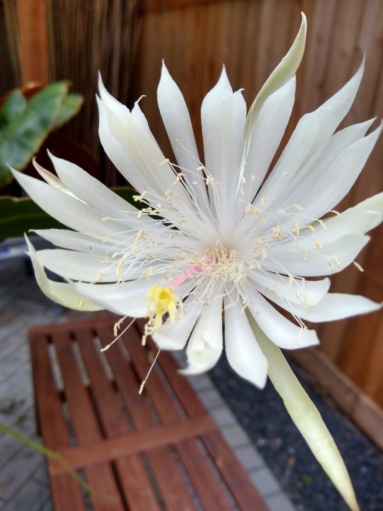 Epiphyllum sp.