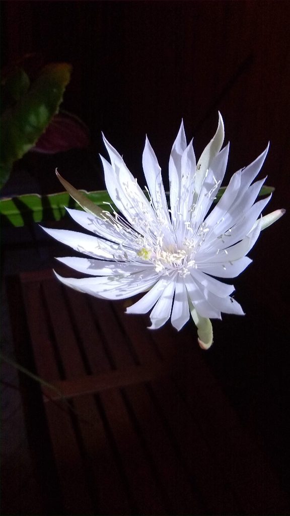 Epiphyllum sp.