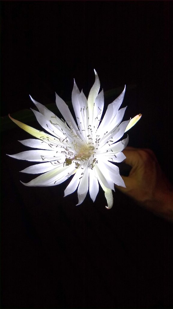 Epiphyllum sp.