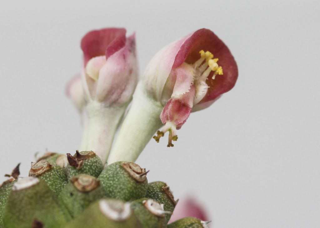 Euphorbia ritichiei