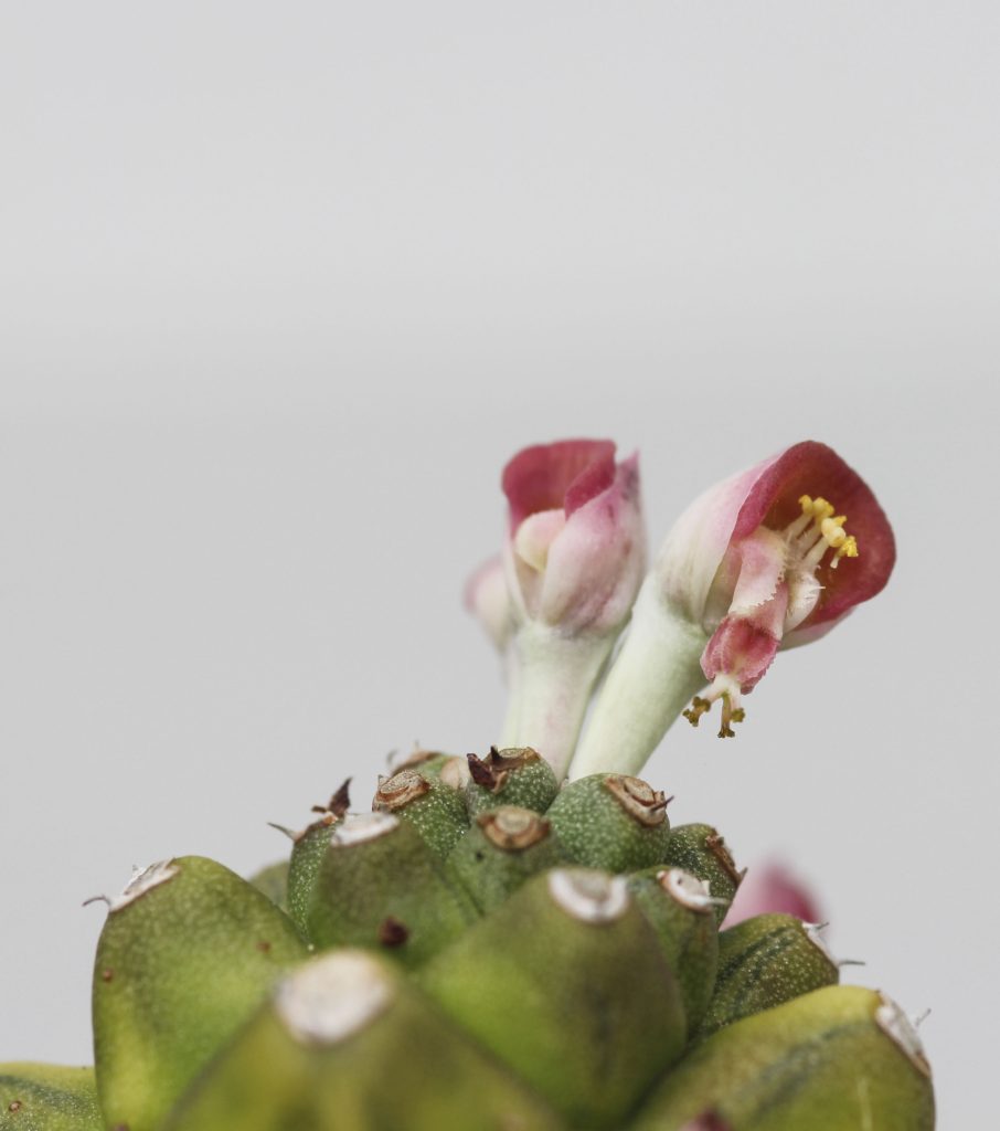 Euphorbia ritichiei