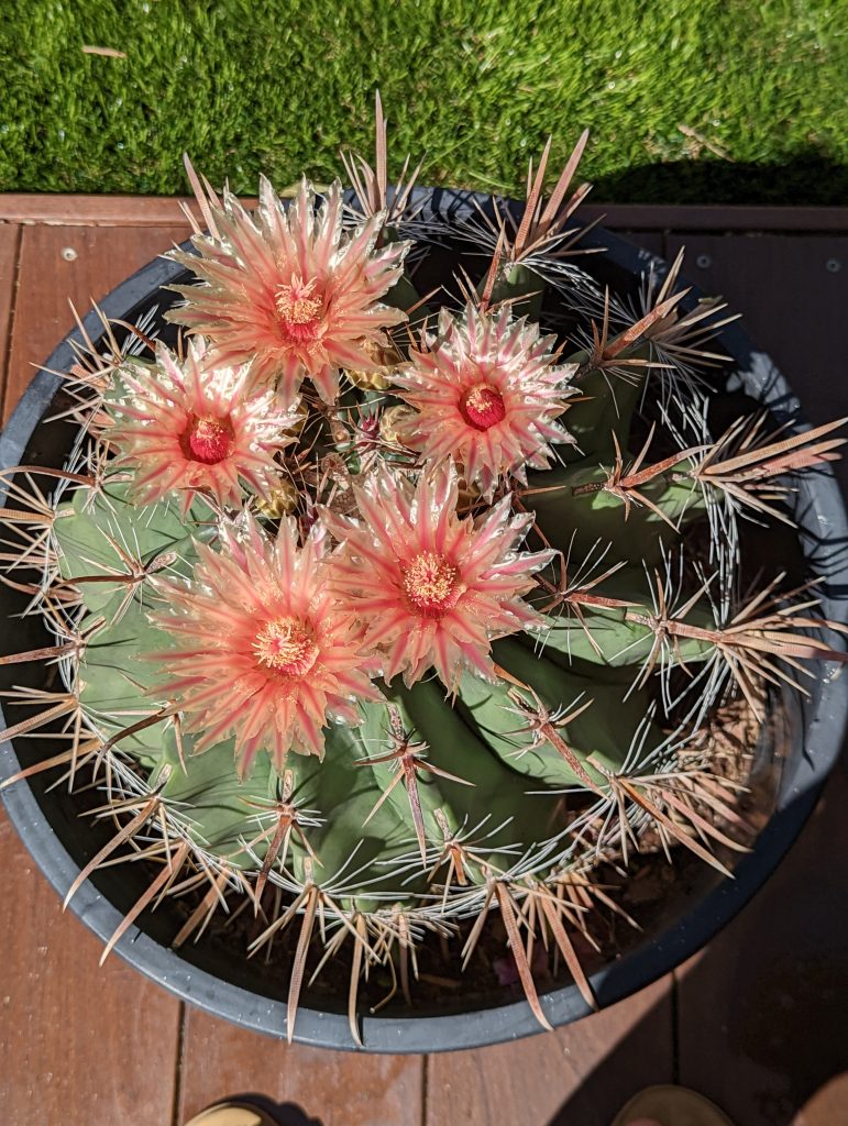Ferocactus wislizeni