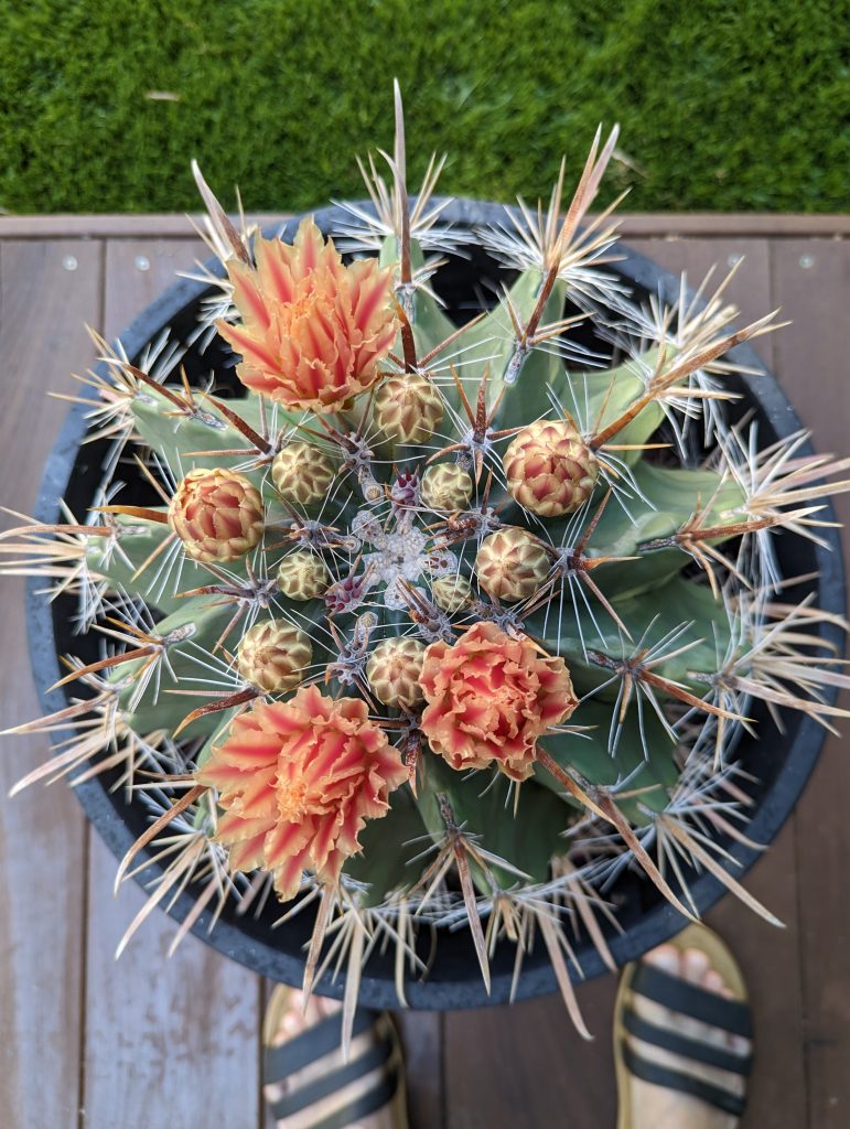 Ferocactus wislizeni
