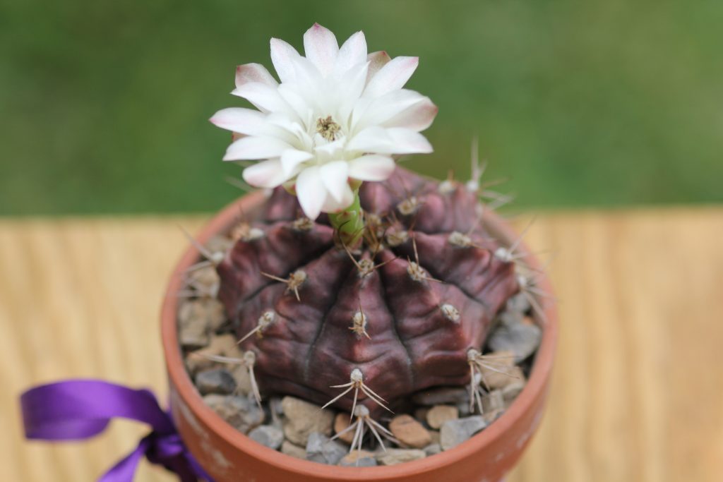 Gymnocalycium-mihanovichii v friedrichii