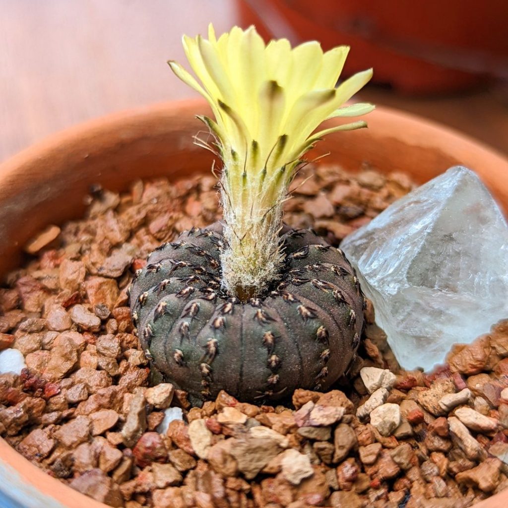 Frailea castanea