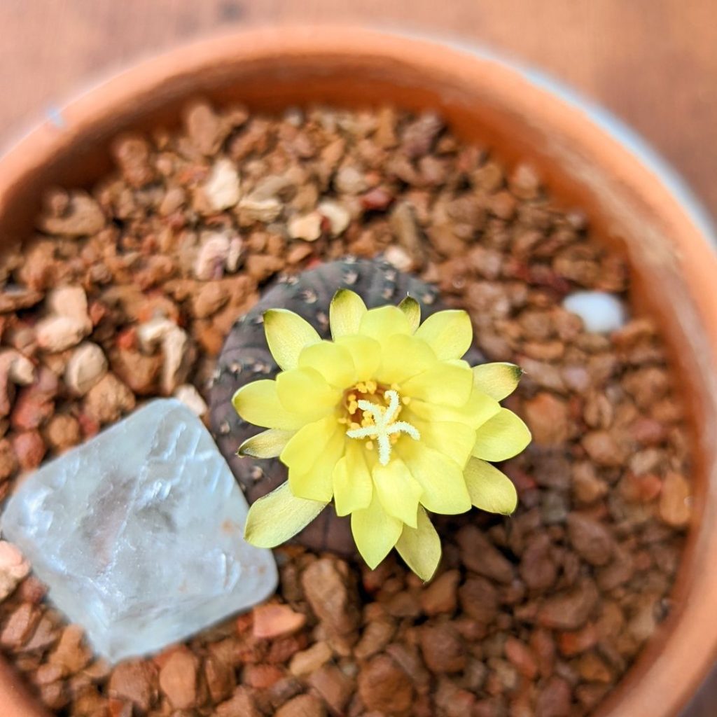 Frailea castanea