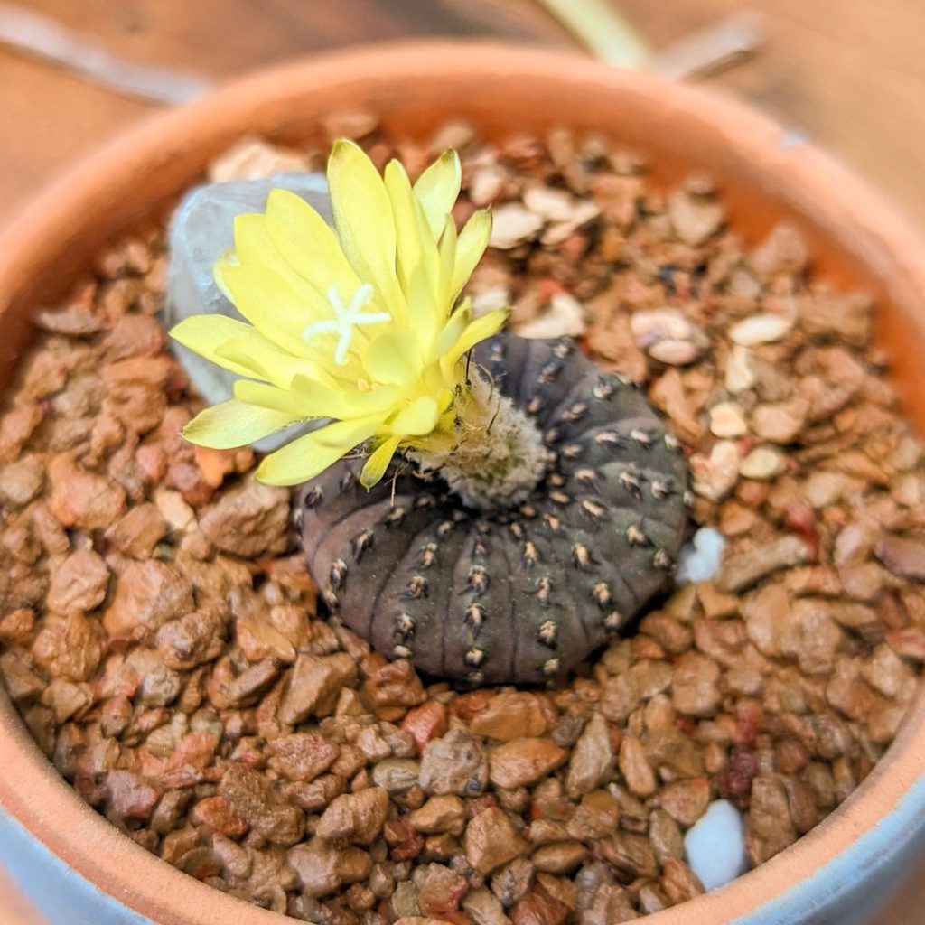Frailea castanea