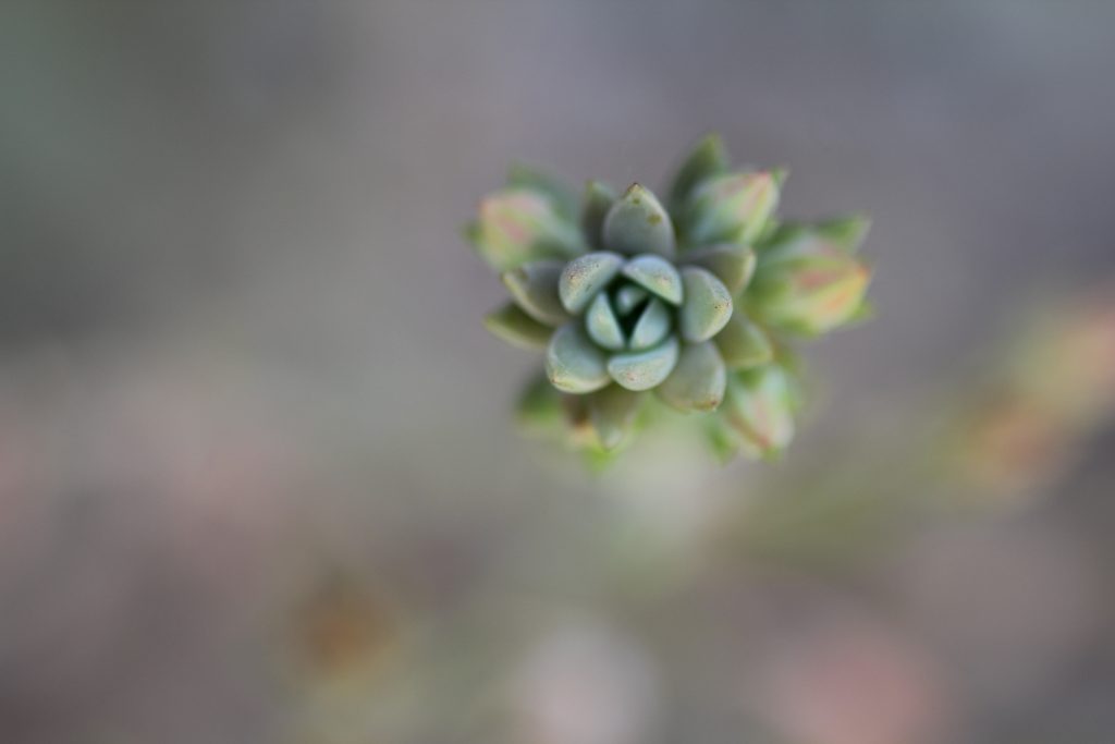 Graptoveria 'Fred Ives'