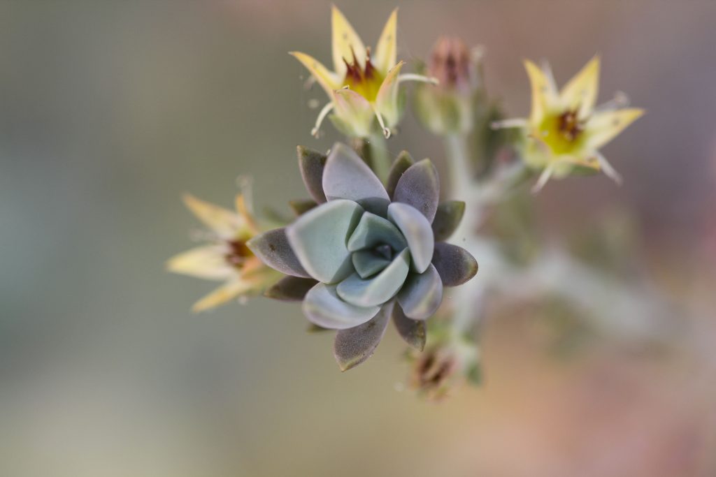 Graptoveria 'Fred Ives' Keiki/bulbil