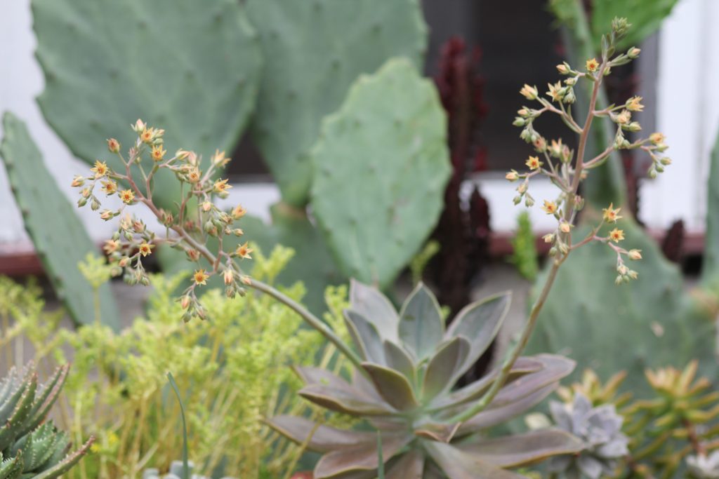 Graptoveria 'Fred Ives'