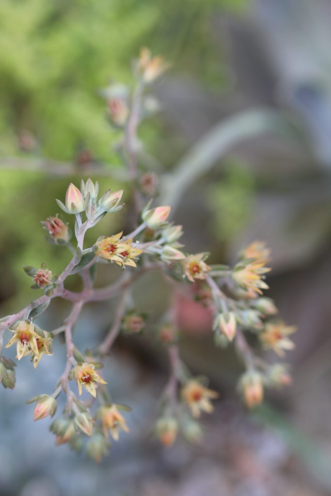 Graptoveria 'Fred Ives'