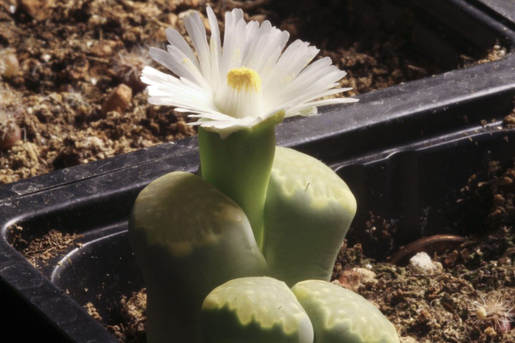 Lithops salicola