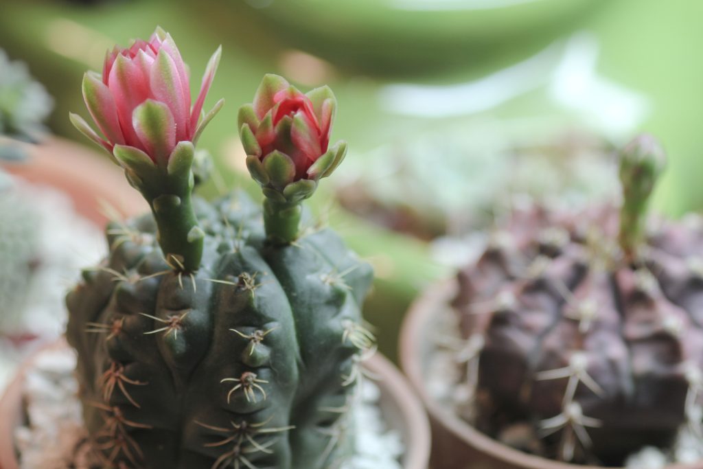 Gymnocalycium baldianum