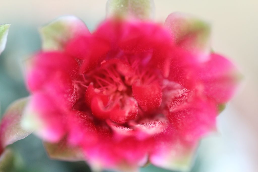 Gymnocalycium baldianum