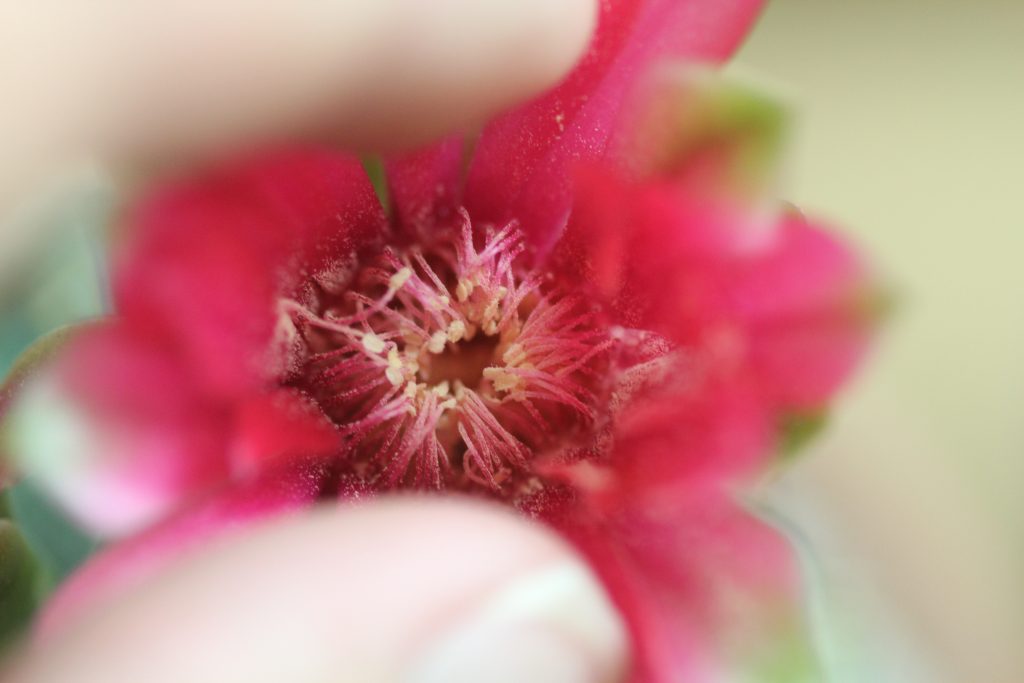 Gymnocalycium baldianum