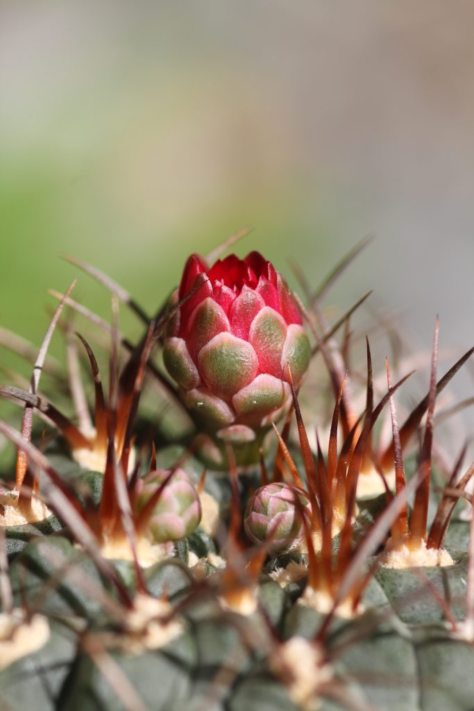 Gymnocalycium tillianum