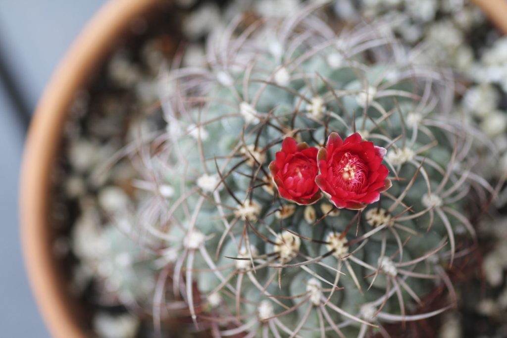 Gymnocalycium tillianum