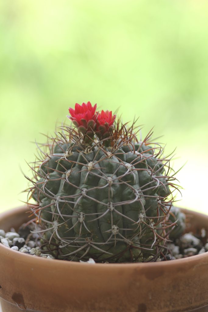 Gymnocalycium tillianum