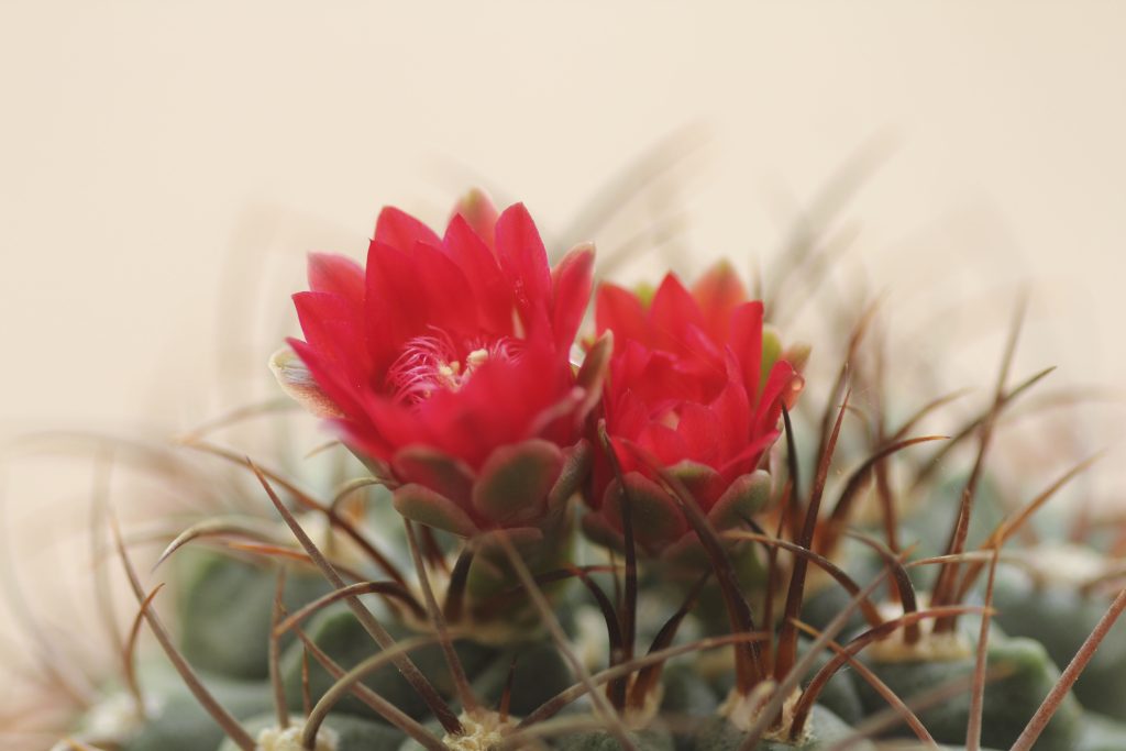 Gymnocalycium tillianum