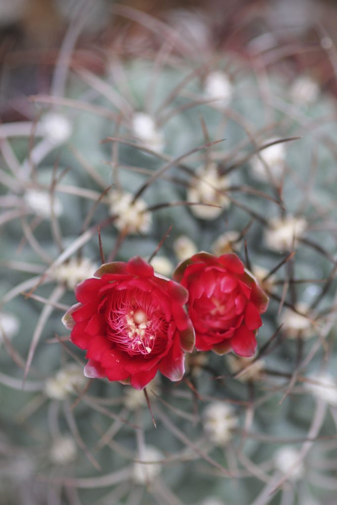 Gymnocalycium tillianum