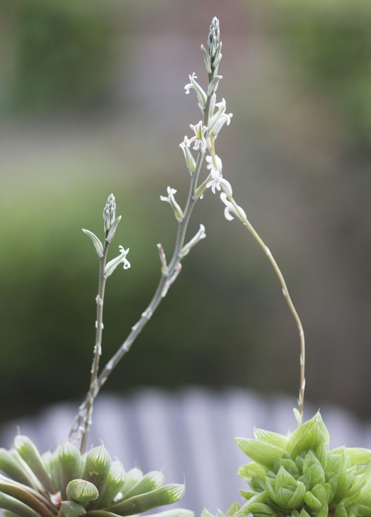 Haworthia sp.