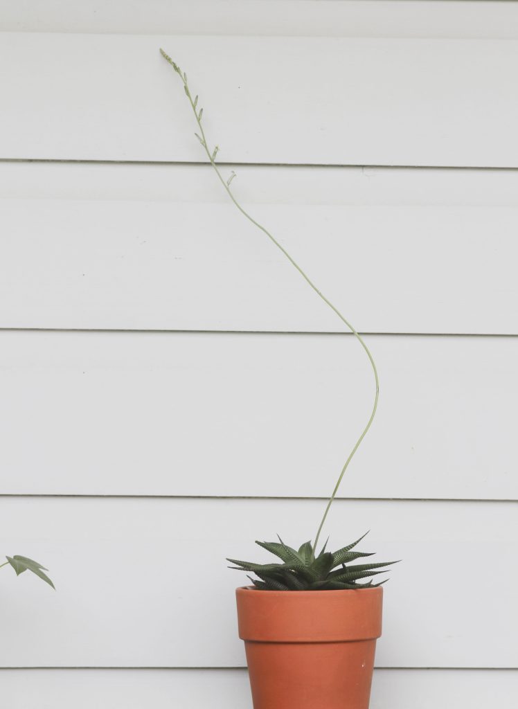 Haworthia limifolia